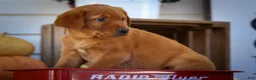 Labrador Retriever dogs for sale: NELLY - Ad 8