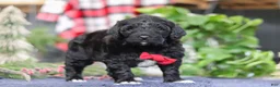 Portuguese Water Dog dogs for sale: Carson - Ad 5