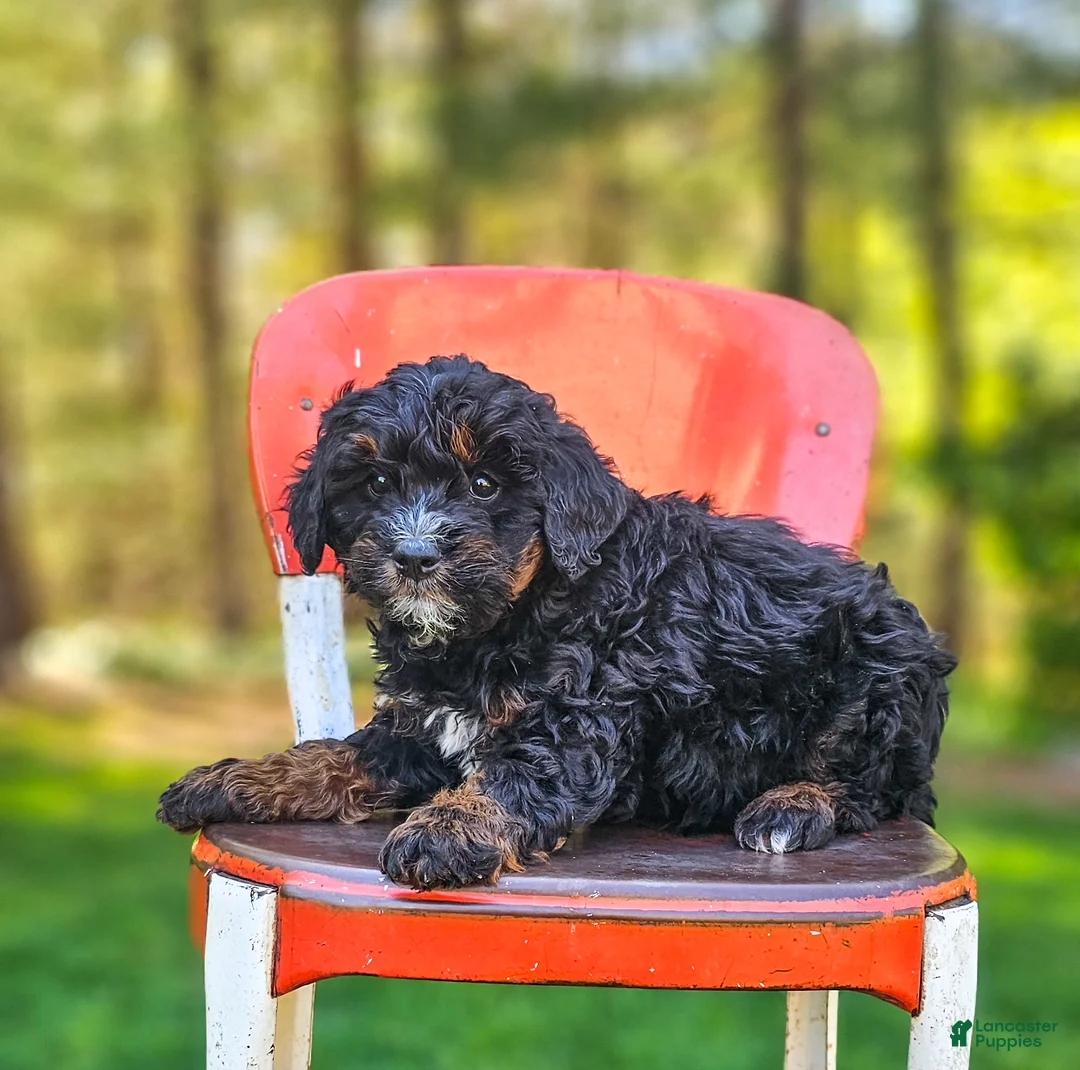 Mini Bernedoodle dogs for sale: Lily - Ad 2