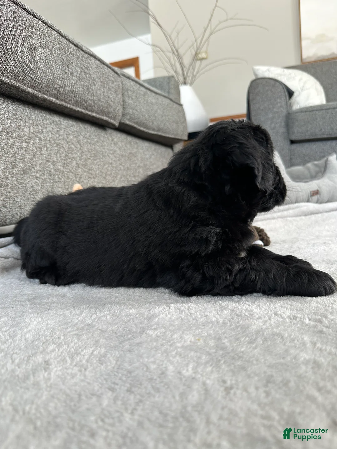 Newfoundland dogs for sale: AKC,OFA,CH, “ Lillie”  - Ad 6