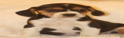Puggle dogs for sale: Puggle 1 - Ad 1