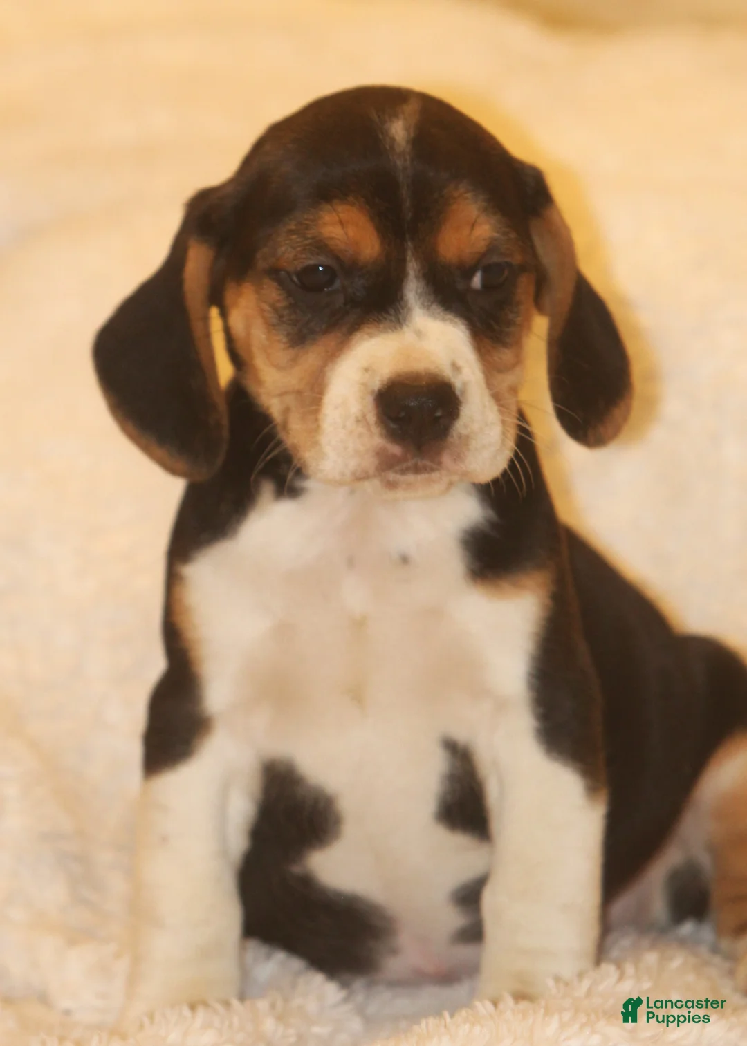Puggle dogs for sale: Puggle 1 - Ad 1
