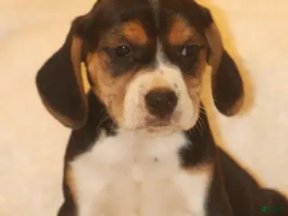 Puggle dogs Puggle 1 - Ad 24