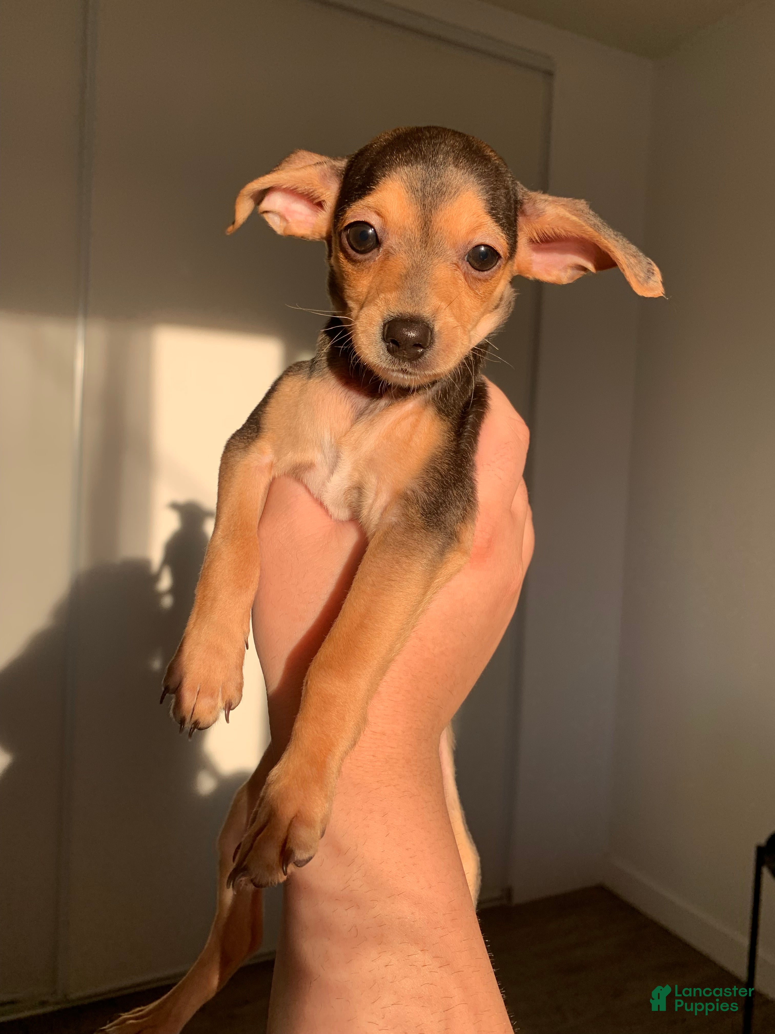 Mixed Breed dogs Poppy - Ad 11