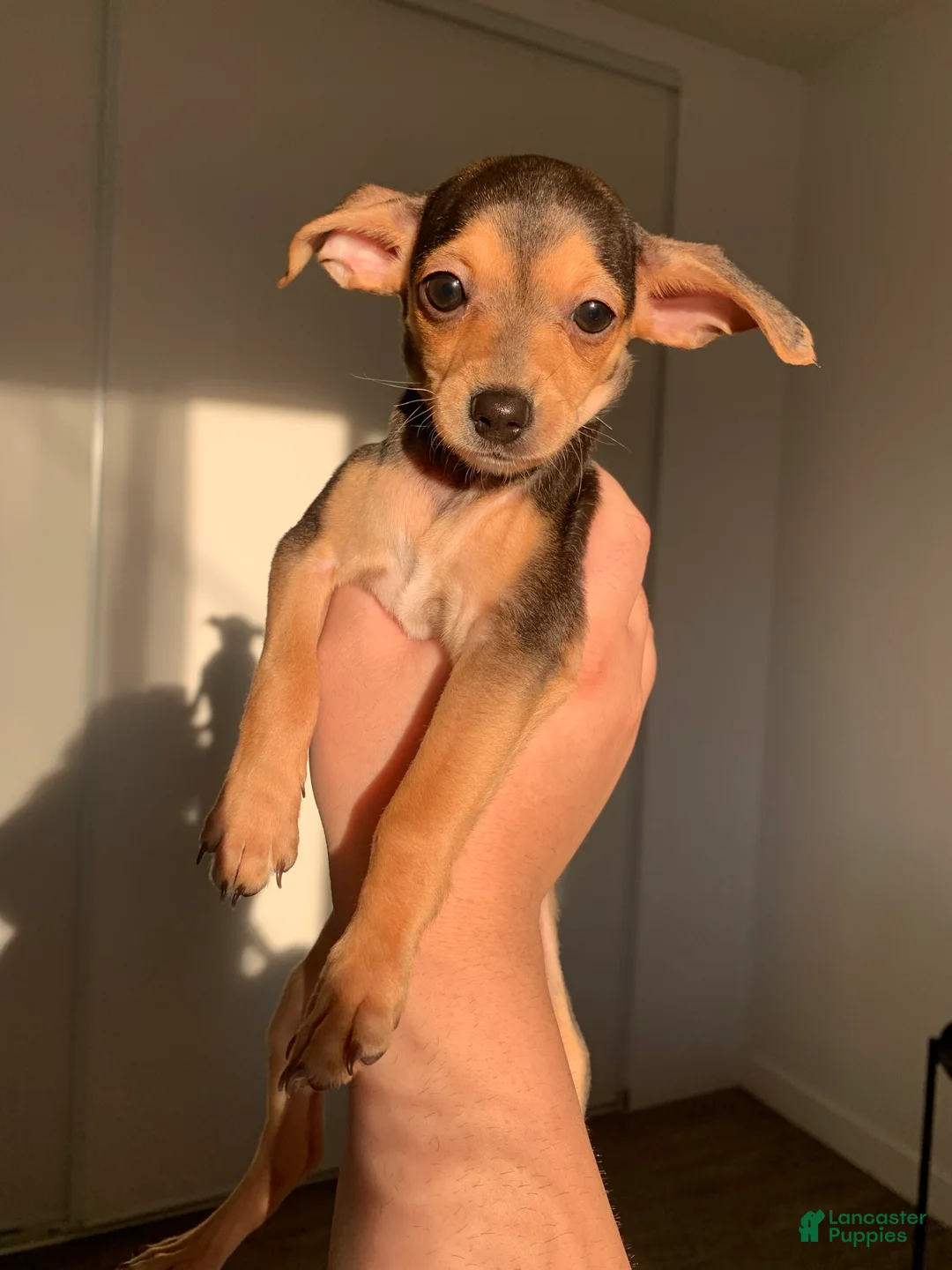 Mixed Breed dogs for sale: Poppy - Ad 1