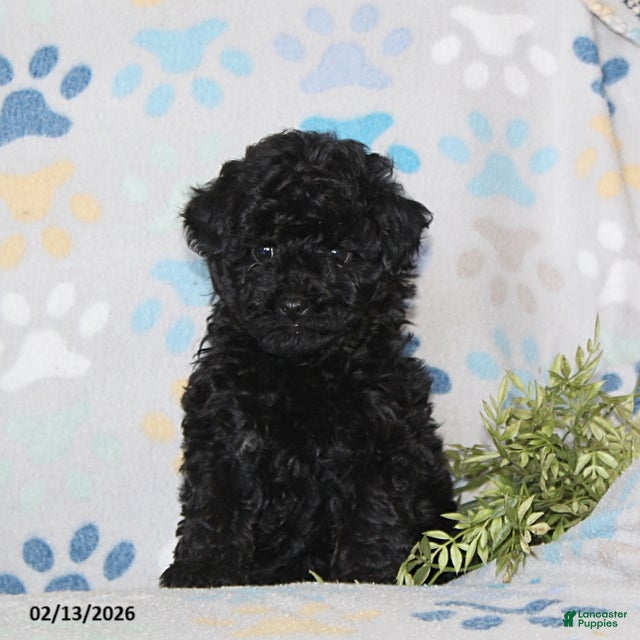 Toy Poodle dogs Teaser - Ad 17