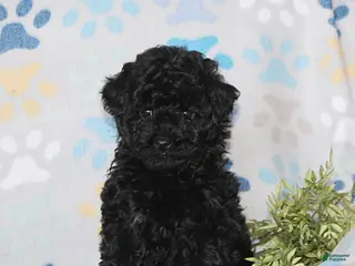 Toy Poodle dogs Teaser - Ad 17