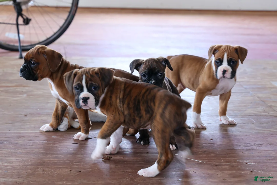 Boxer dogs for sale: Sarge  - Ad 28
