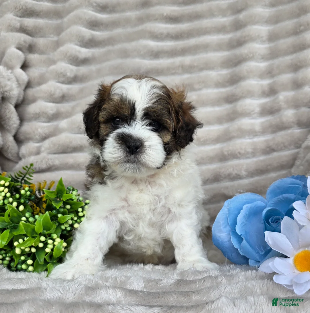 Shihpoo dogs for sale: Scout - Ad 1