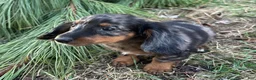 Miniature Dachshund dogs for sale: Fritz - Ad 5