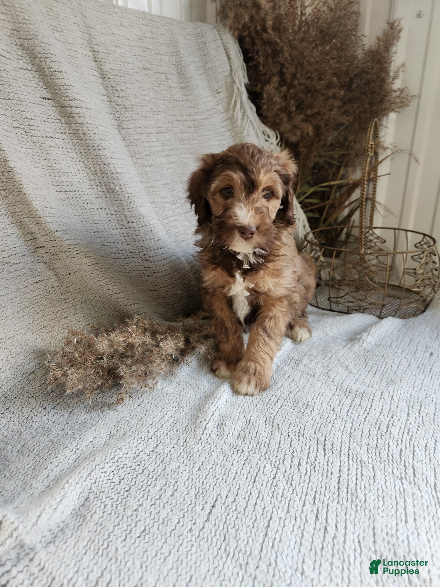 Bernedoodle dogs Lola - Ad 39