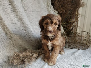 Bernedoodle dogs Lola - Ad 39