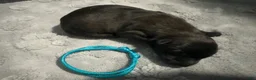 Belgian Malinois dogs for sale: Teal Collar - Ad 4