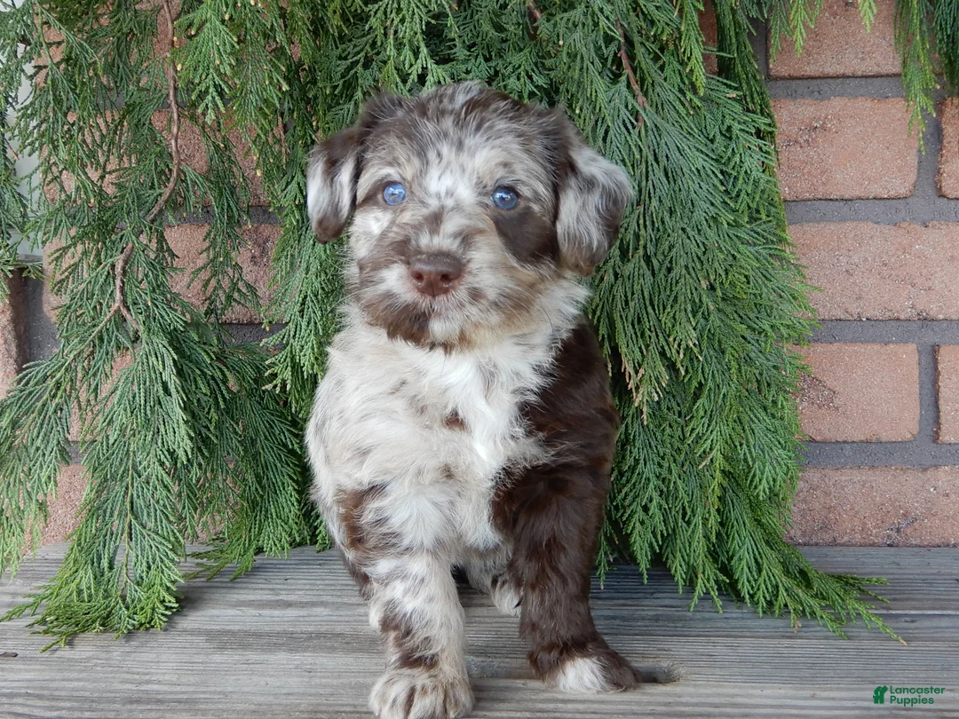 Labradoodle dogs for sale: Ella - Ad 2