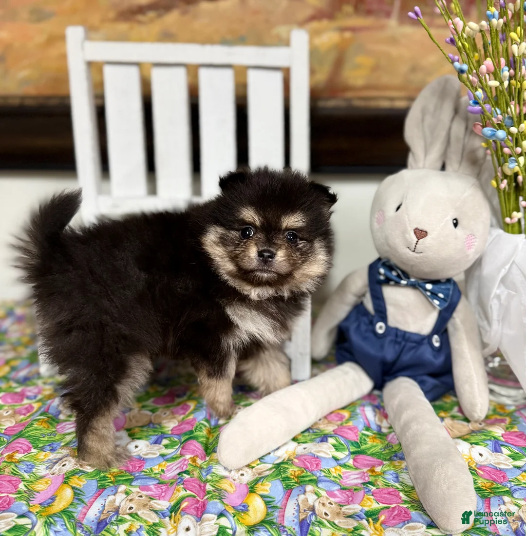 Pomeranian dogs for sale: Fiona  - Ad 2