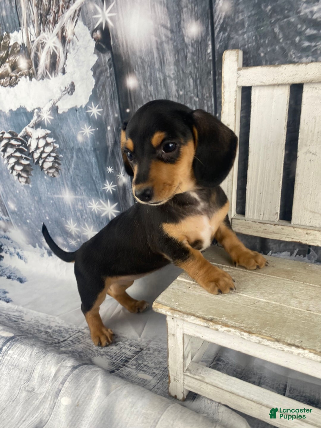 Miniature Dachshund dogs for sale: Lucy - Ad 5