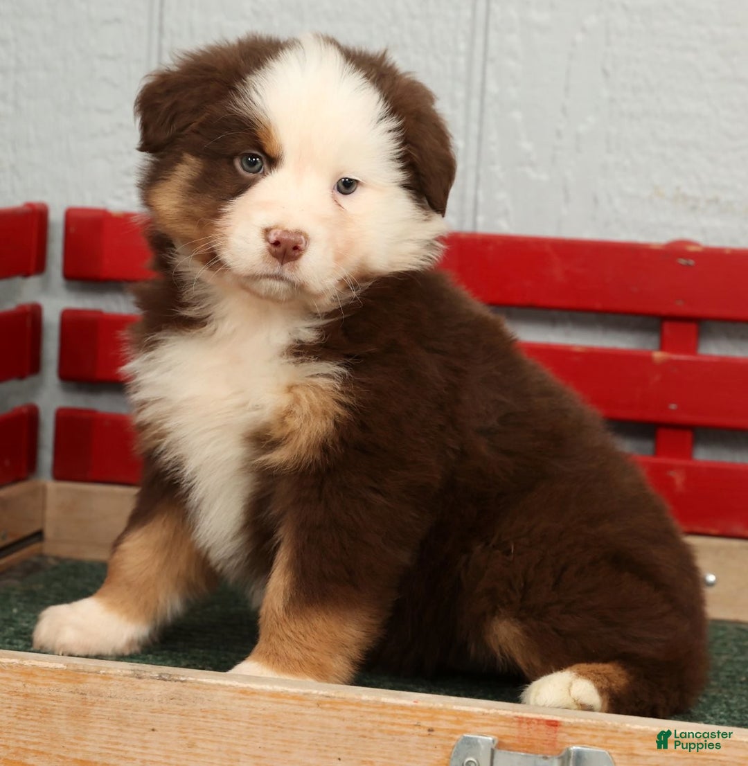 Australian Shepherd dogs for sale: Esta - Ad 6