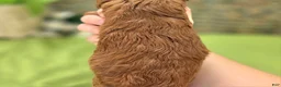 Cavapoo dogs for sale: Beetle - Ad 10