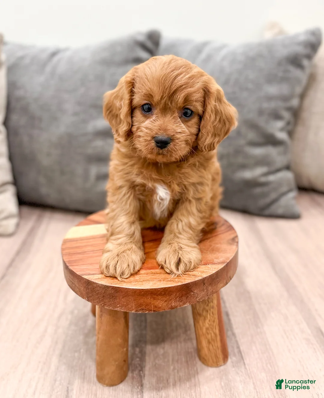 Cavapoo dogs for sale: Reeses - Ad 2