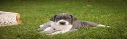 Great Dane dogs for sale: Celestia Great Dane  - Ad 7