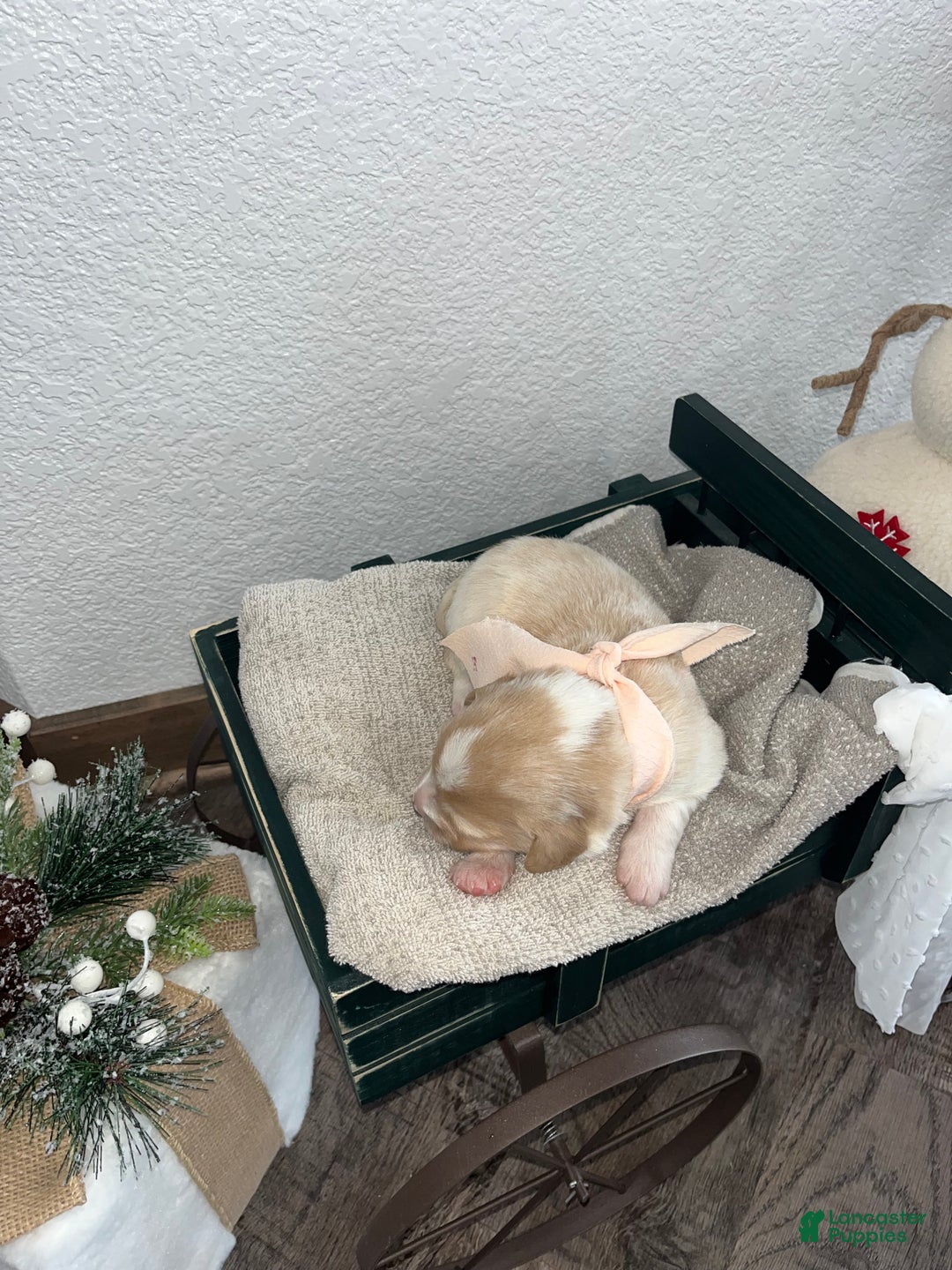 Mixed Breed dogs for sale: Bella💕 - Ad 3