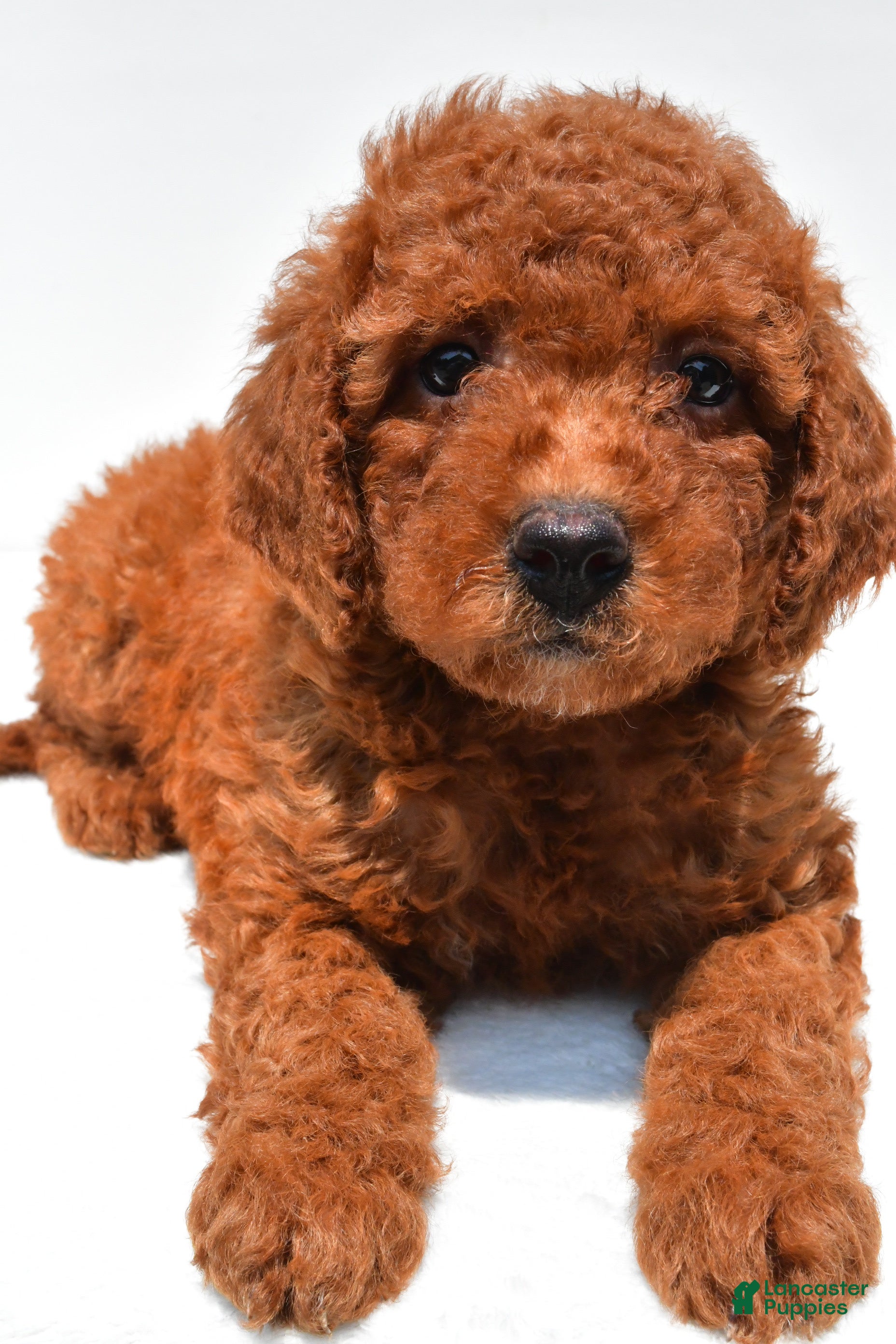 Mini Goldendoodle dogs Nova  - Ad 2