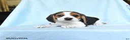 Beagle dogs for sale: Candy - Ad 3