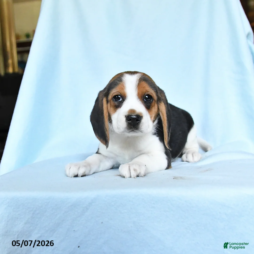 Beagle dogs for sale: Candy - Ad 3