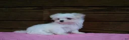 Maltese dogs for sale: Bella - Ad 3
