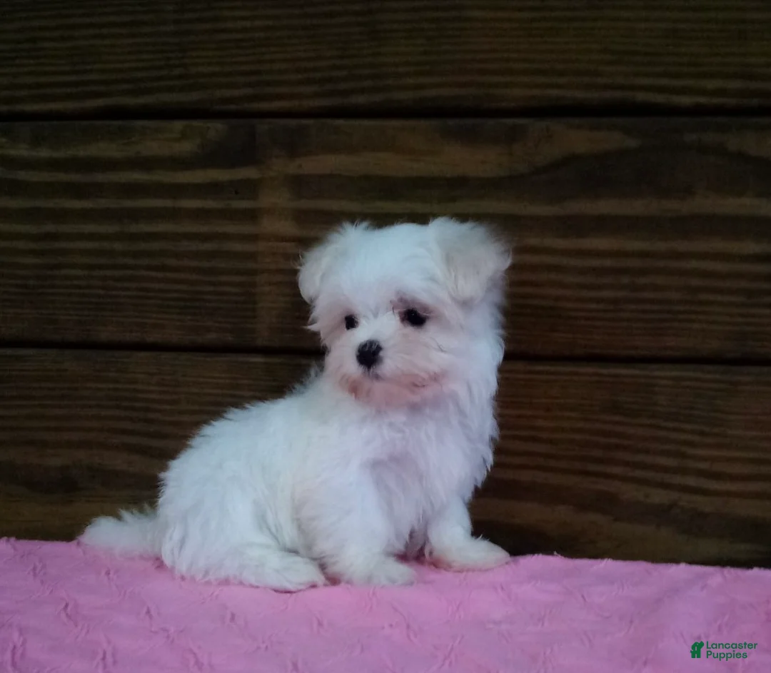 Maltese dogs for sale: Bella - Ad 3