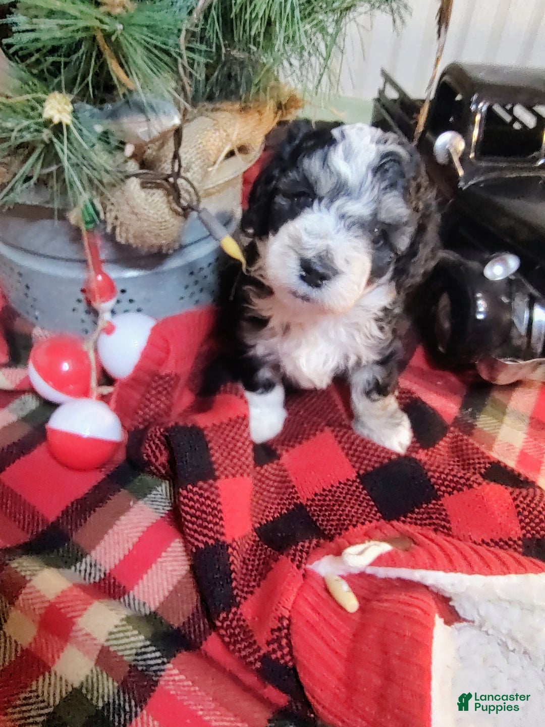 Mini Sheepadoodle dogs for sale: Pierre - Ad 8
