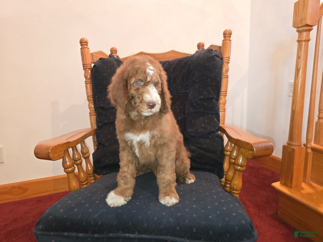 Standard Poodle dogs for sale: Hunter - Ad 5