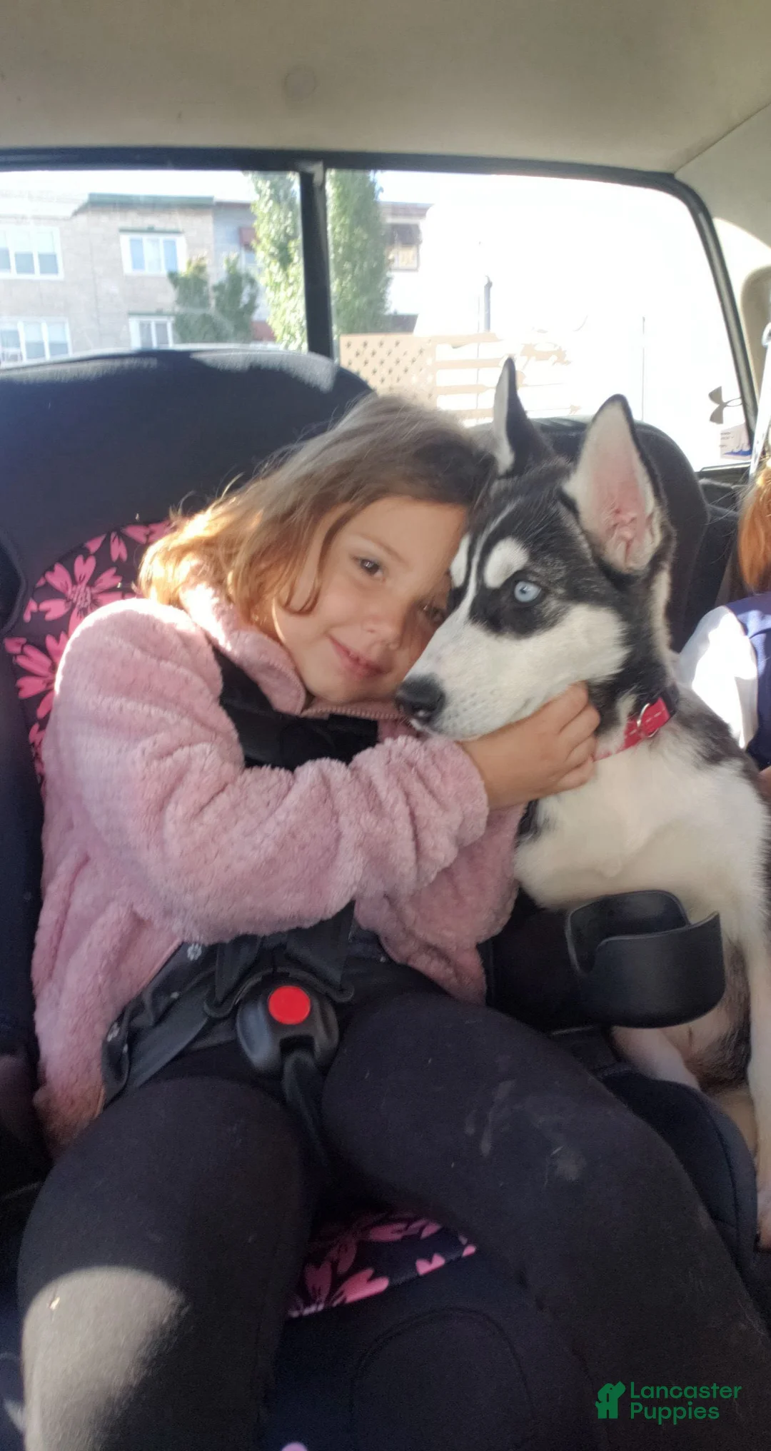 Siberian Husky dogs for sale: Siberian Husky Puppy 1 - Ad 2