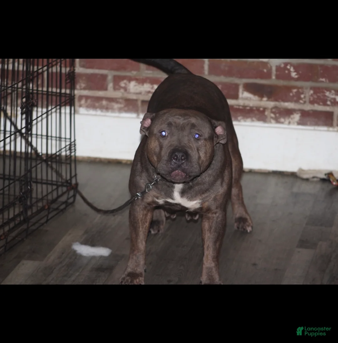 American Bully dogs for sale: American Bully Puppy 2 - Ad 2