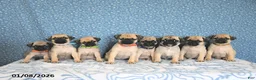 Pug dogs for sale: Lechito - Ad 6