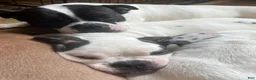American Bully dogs for sale: American Bully Puppy 2 - Ad 2