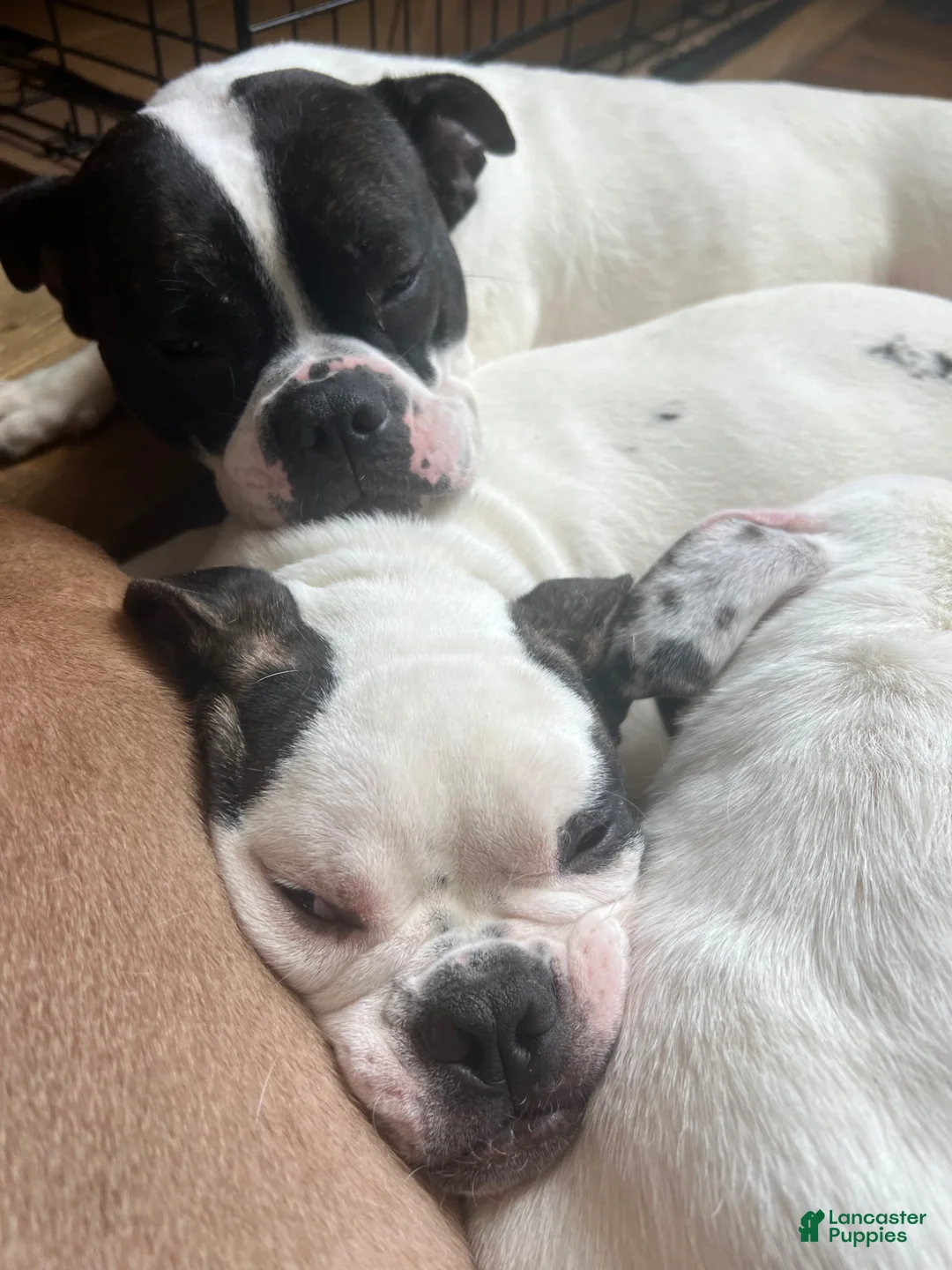 American Bully dogs for sale: American Bully Puppy 2 - Ad 2