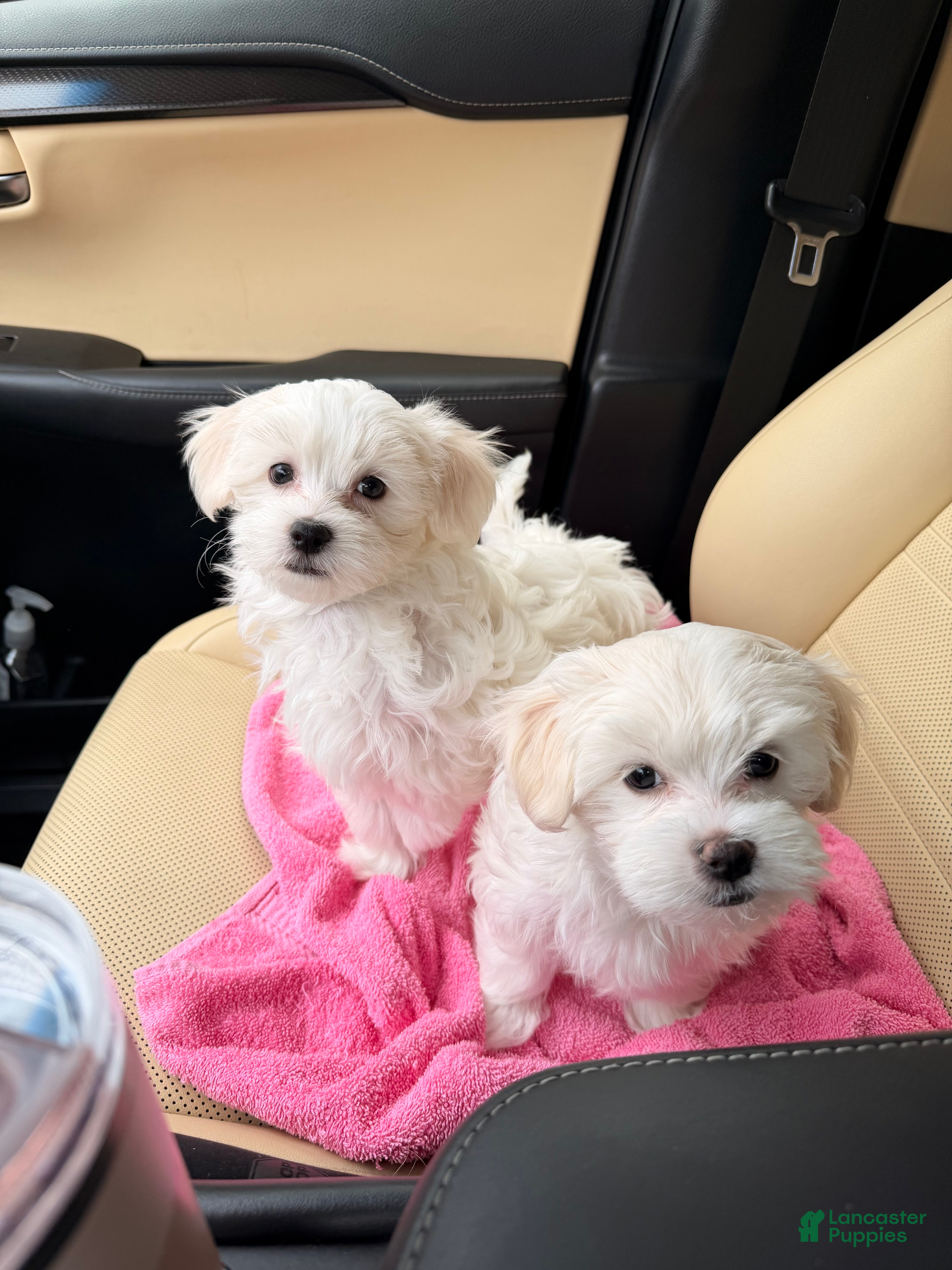Maltese dogs for sale: Luciano - Ad 1