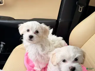 Maltese dogs for sale: Luciano - Ad 1