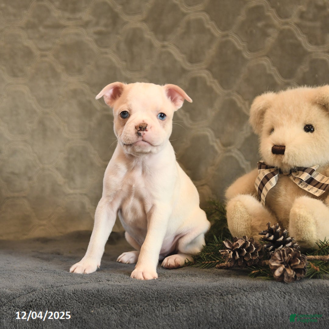 Boston Terrier dogs for sale: Cinnamon - Ad 3