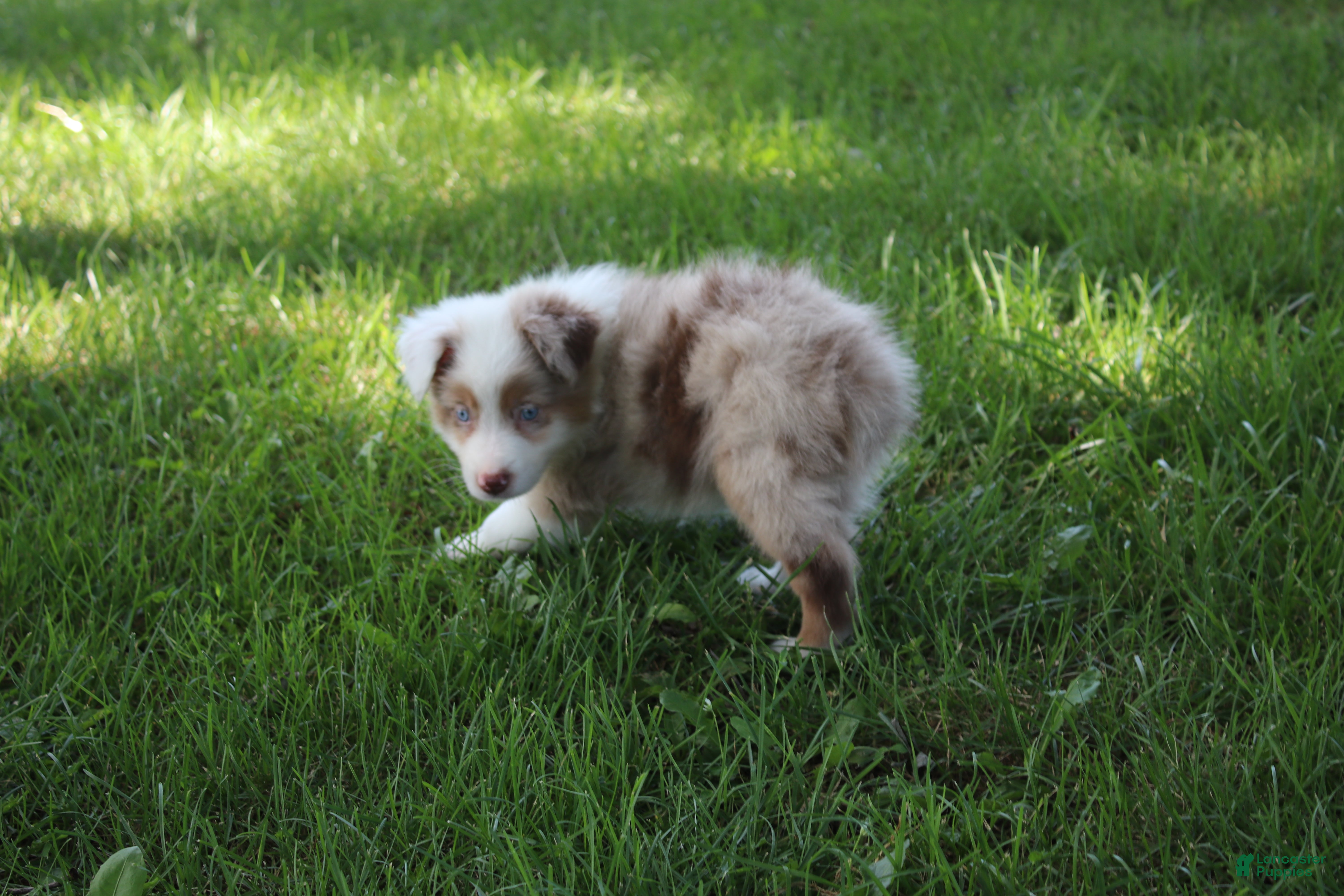 Australian Shepherd dogs Seth - Ad 29