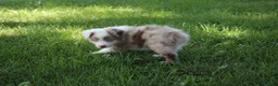 Australian Shepherd dogs for sale: Seth - Ad 1