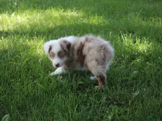 Australian Shepherd dogs Seth - Ad 33