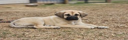 Anatolian Shepherd dogs for sale: AKC Blue M1 ASD puppy - Ad 6