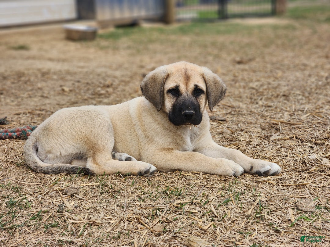 Anatolian Shepherd dogs for sale: AKC Blue M1 ASD puppy - Ad 6