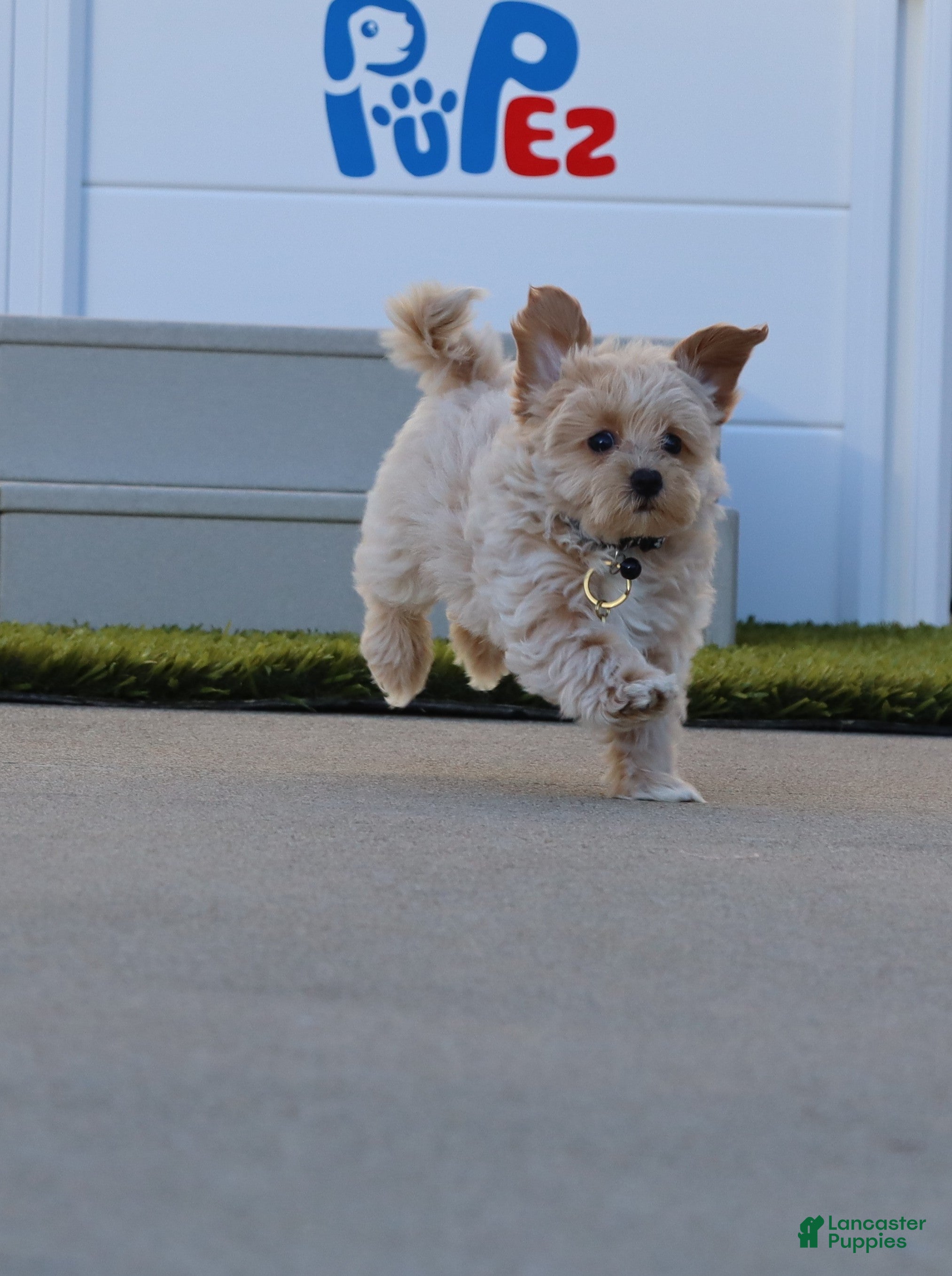 Havapoo dogs Pinto 💙 Toy/Miniature - Ad 1