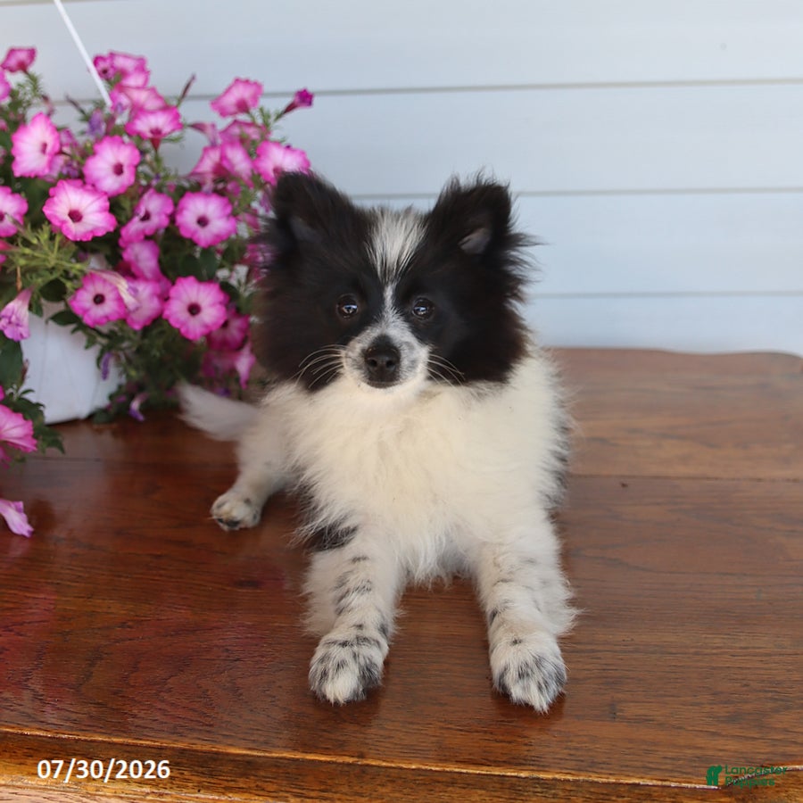 Pomeranian dogs Mitch - Ad 2