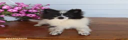 Pomeranian dogs for sale: Mitch - Ad 2