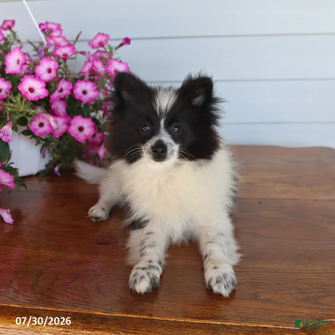 Pomeranian dogs for sale: Mitch - Ad 2