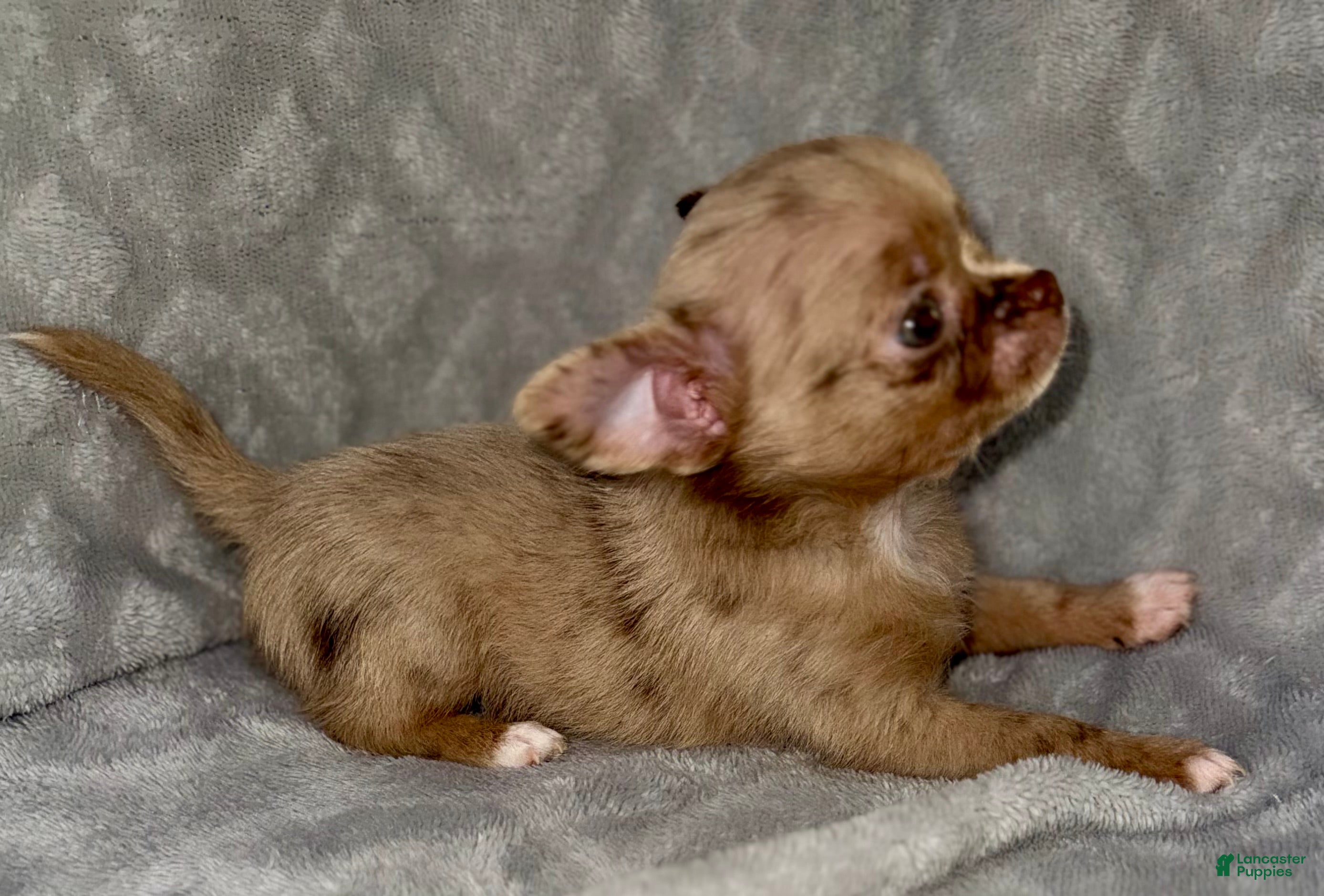 Chihuahua dogs Merle  - Ad 2